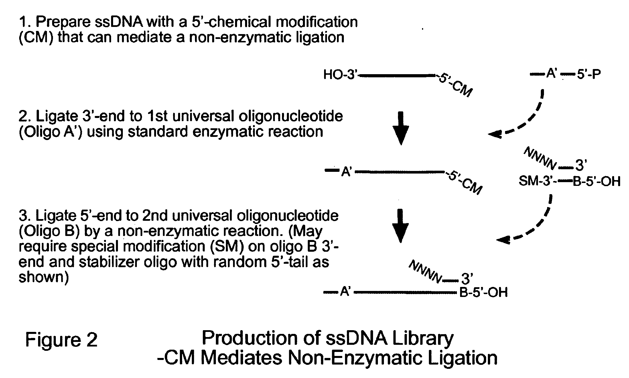 Novel Process for Construction of a DNA Library