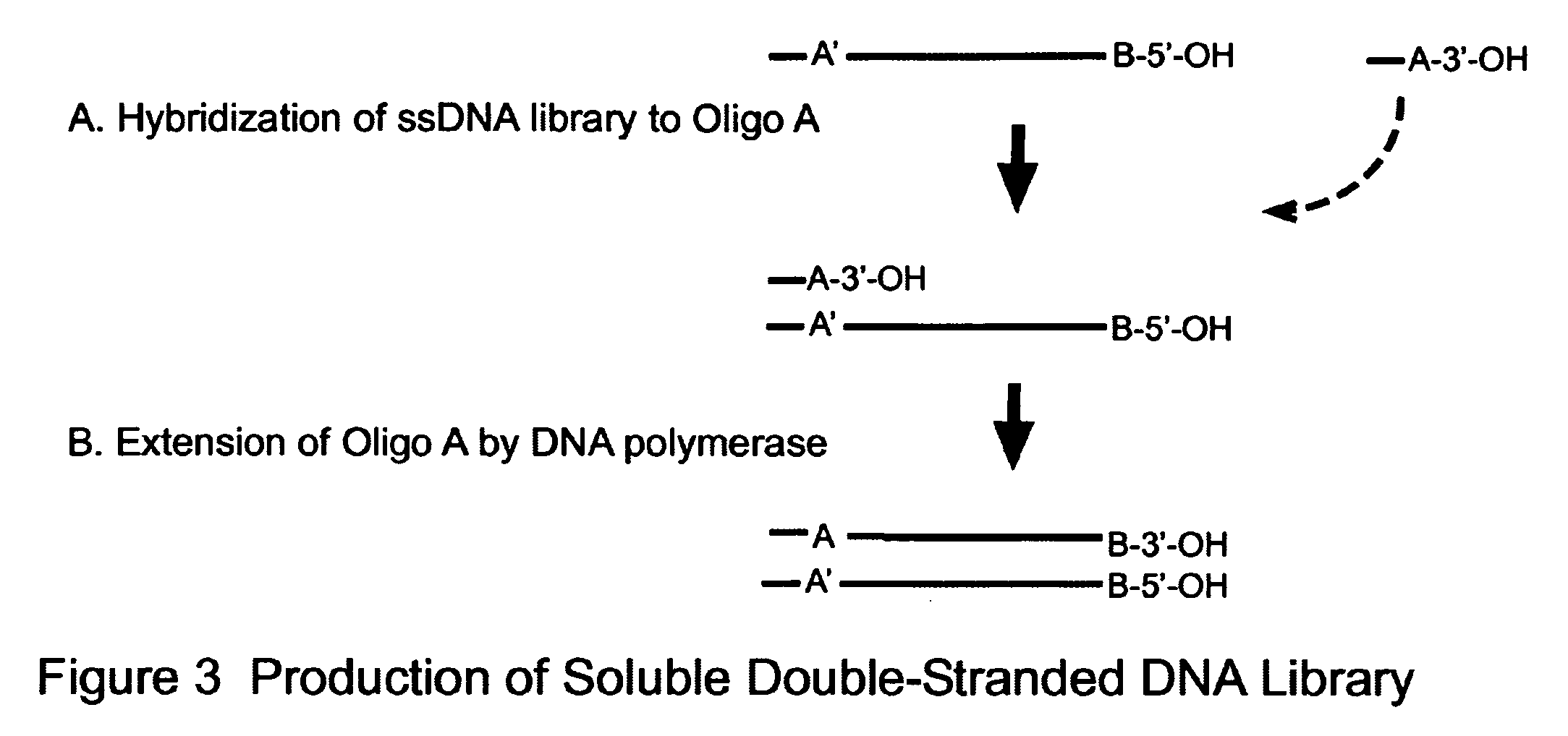 Novel Process for Construction of a DNA Library