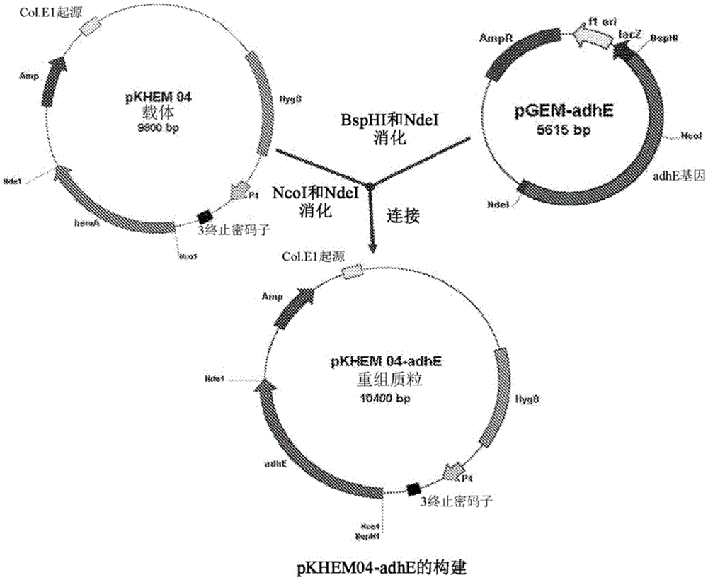 Process for producing n-propanol and propionic acid using metabolically engineered propionibacteria