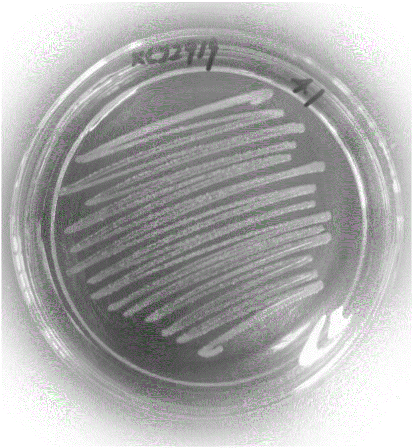 Oceanobacillus sp. XC22919 and application thereof