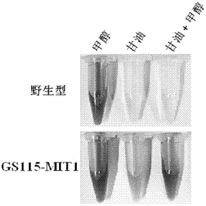 Method for eliminating dependence of methanol-induced promoter on single methanol carbon source