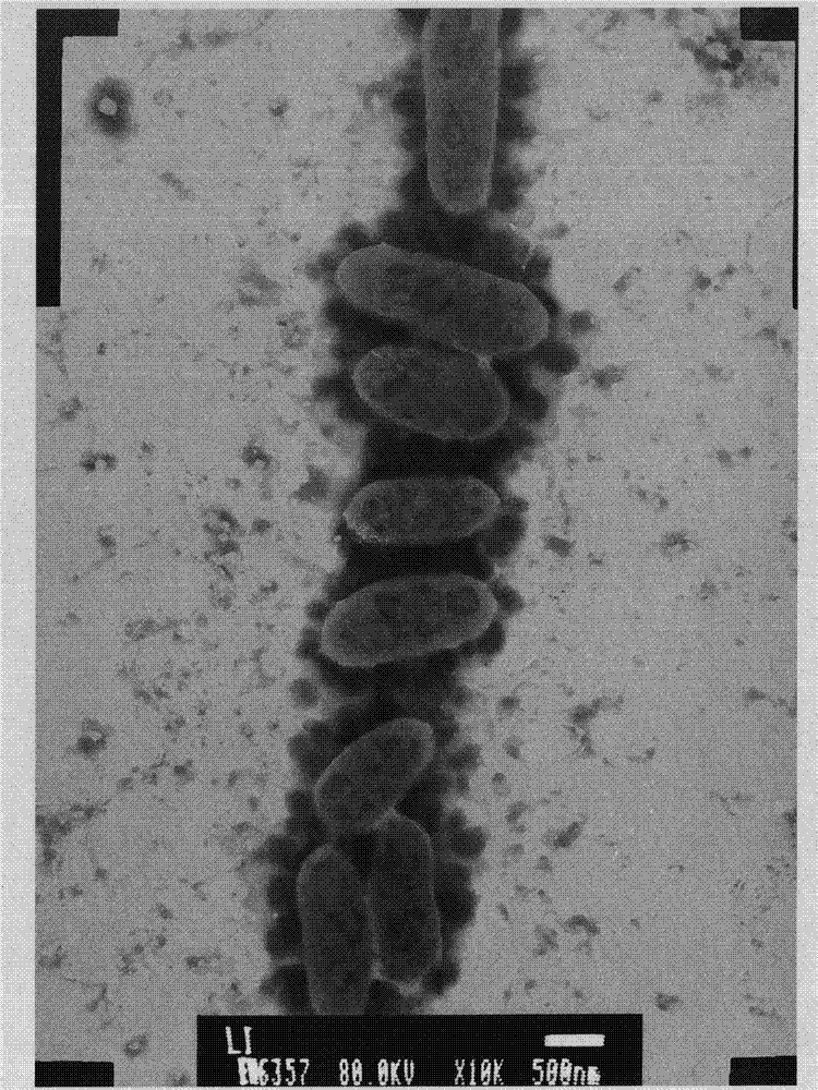 Alteromonas and method thereby for producing gel-type enteromorpha polysaccharide degrading enzyme by using Alteromonas