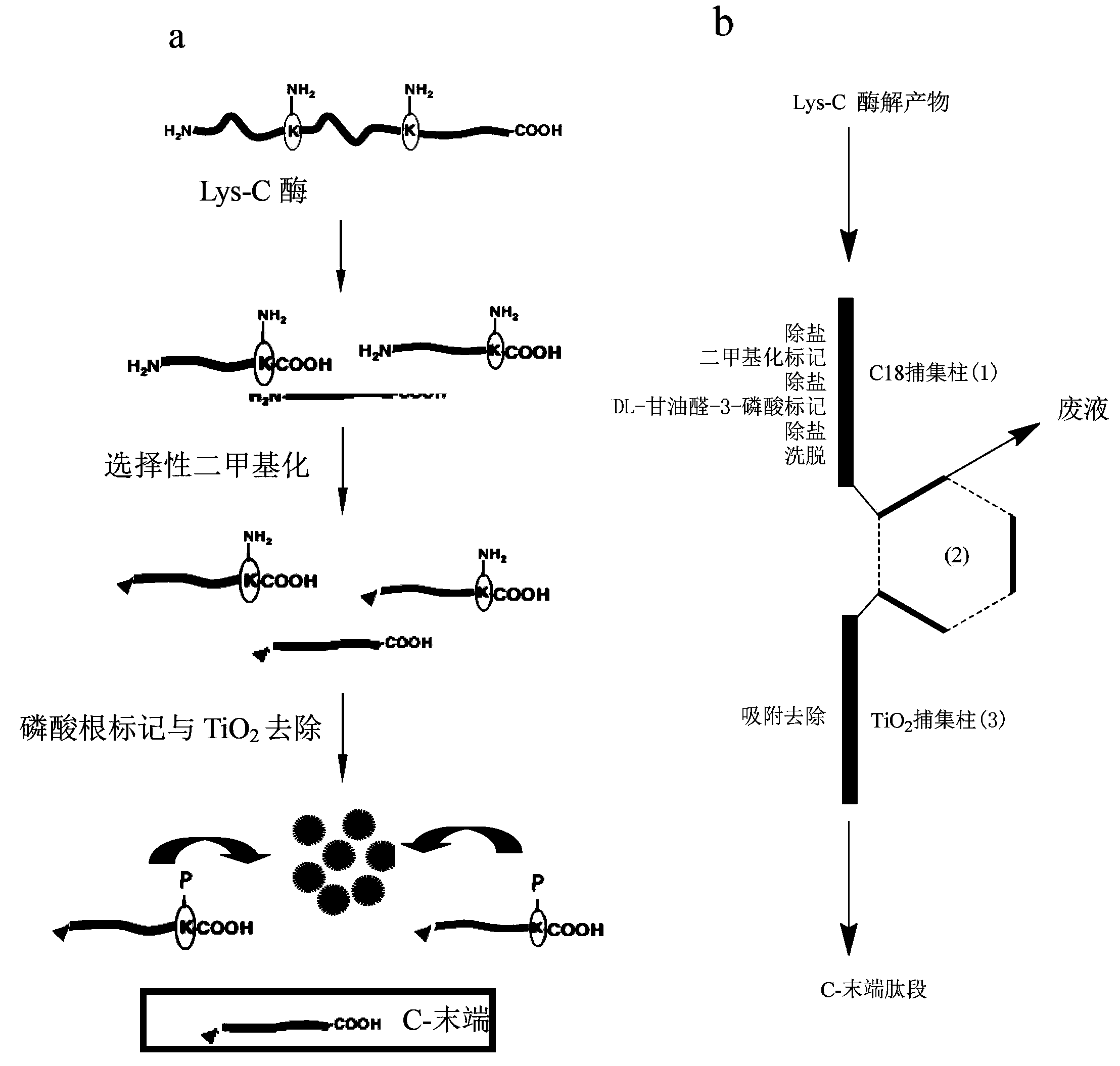 Integrated protein C-terminal enrichment method