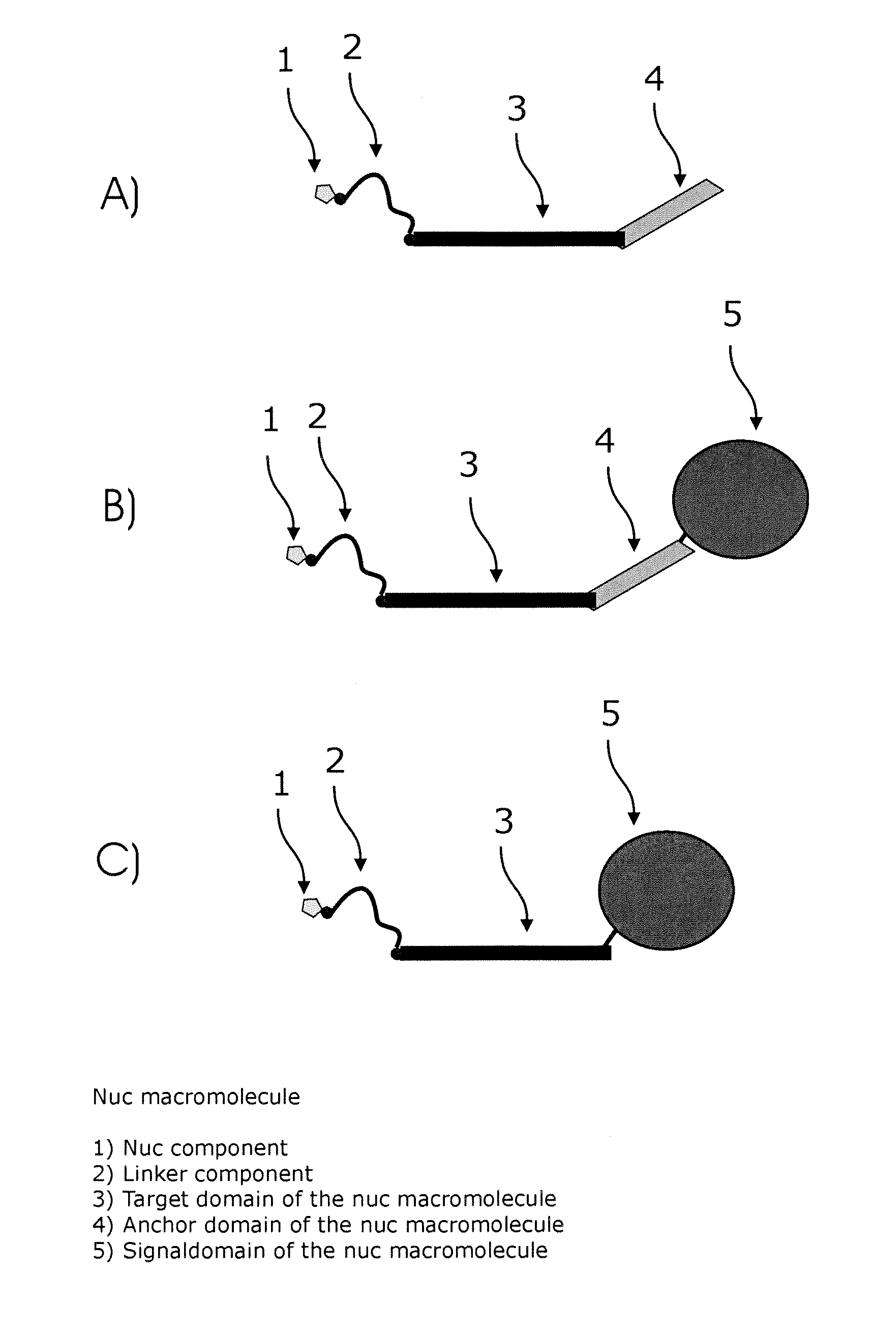 Conjugates of nucleotides and method for the application thereof