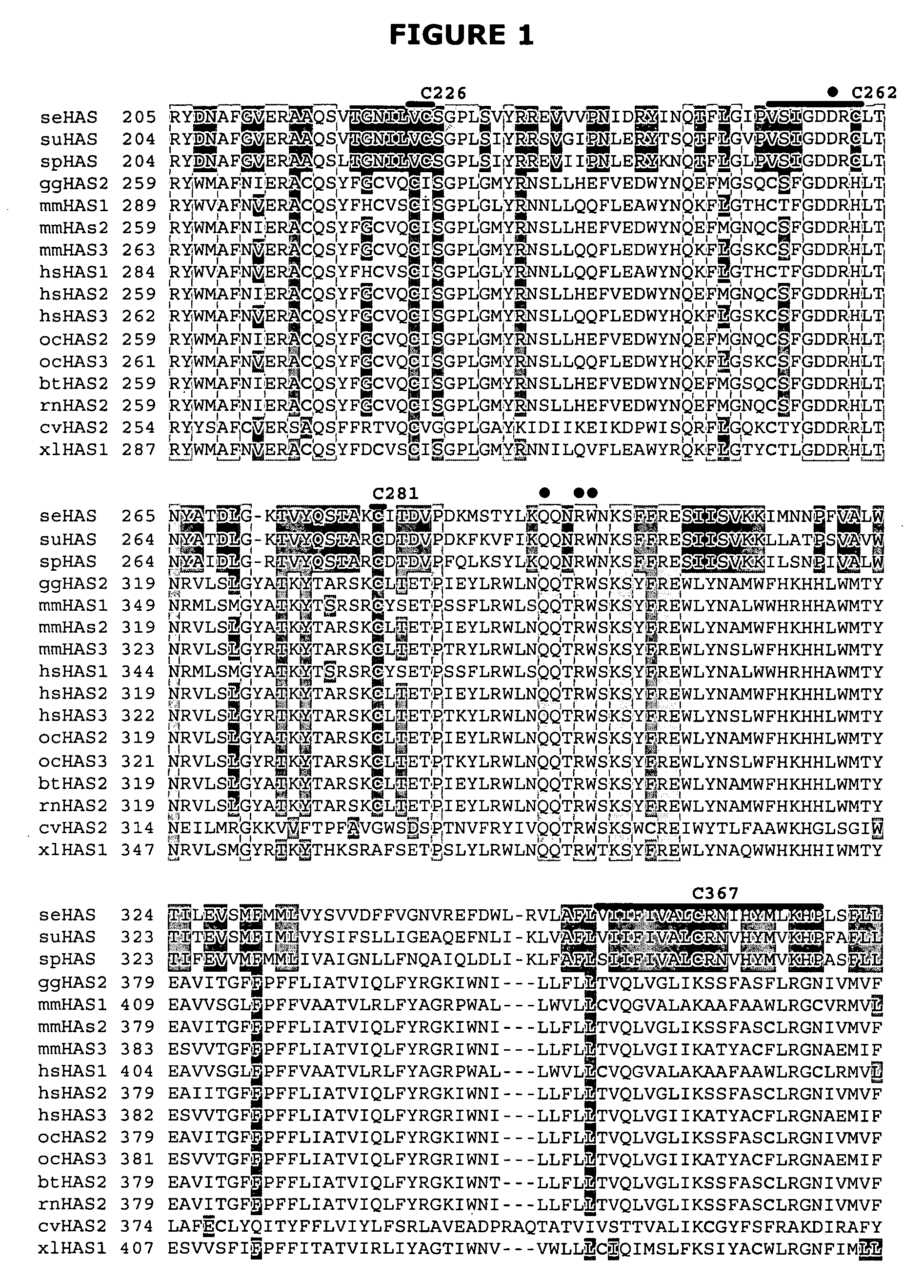 Hyaluronan synthases and methods of making and using same