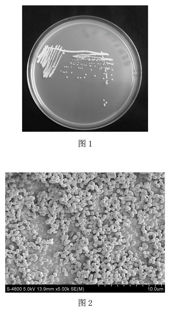 Polycyclic aromatic hydrocarbon removal composite material, and preparation method and use thereof