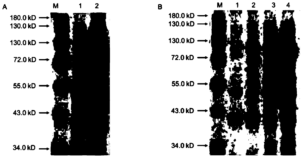 Esterase gene and encoded protein as well as application