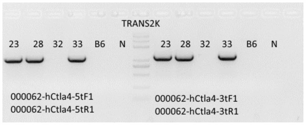 A construction method and application of ctla4 gene humanized animal model