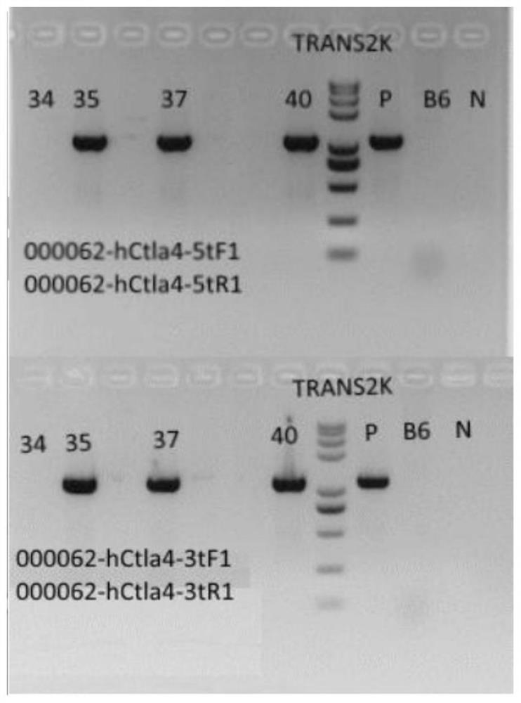 A construction method and application of ctla4 gene humanized animal model