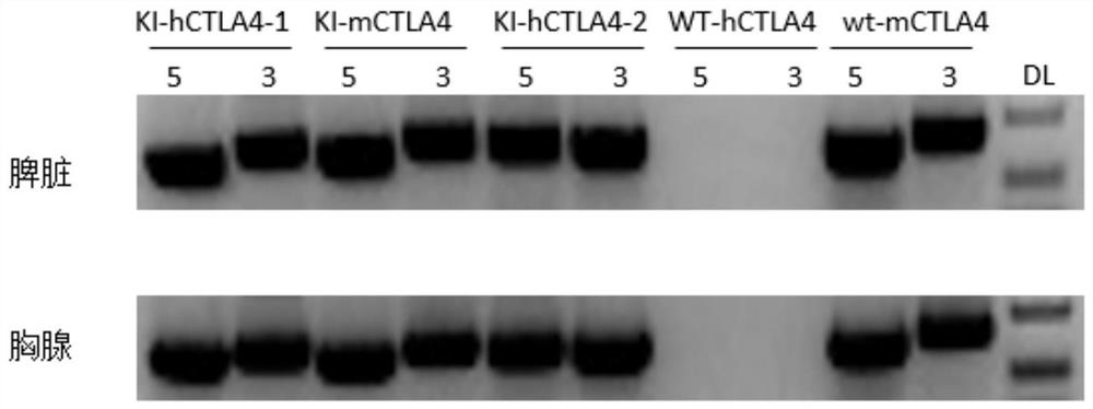 A construction method and application of ctla4 gene humanized animal model