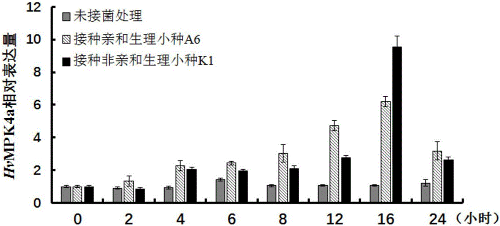 Protein kinase HvMPK4a related to barley powdery mildew resistance and encoding gene and application of protein kinase HvMPK4a