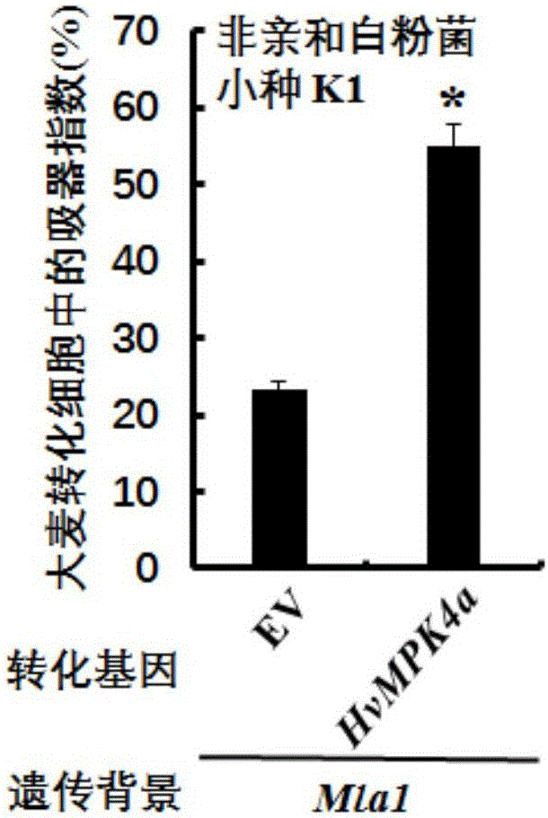 Protein kinase HvMPK4a related to barley powdery mildew resistance and encoding gene and application of protein kinase HvMPK4a