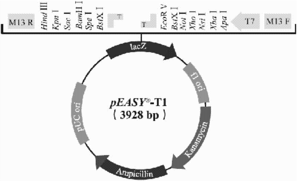 Method for regulating starch contents of rice grains based on ZmMIKC2a gene