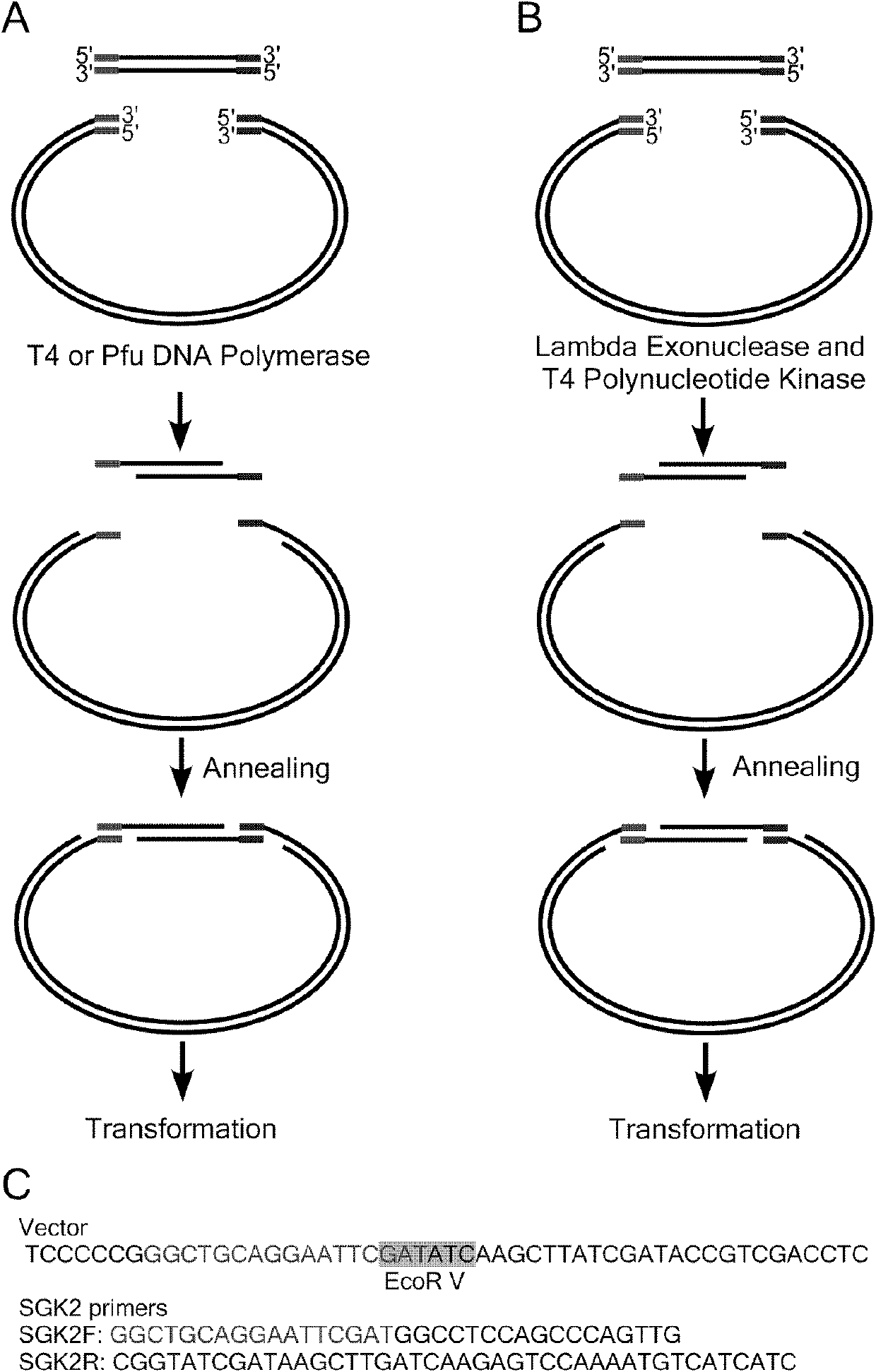 Traceless cloning and reorganizing method by means of activity of exonuclease