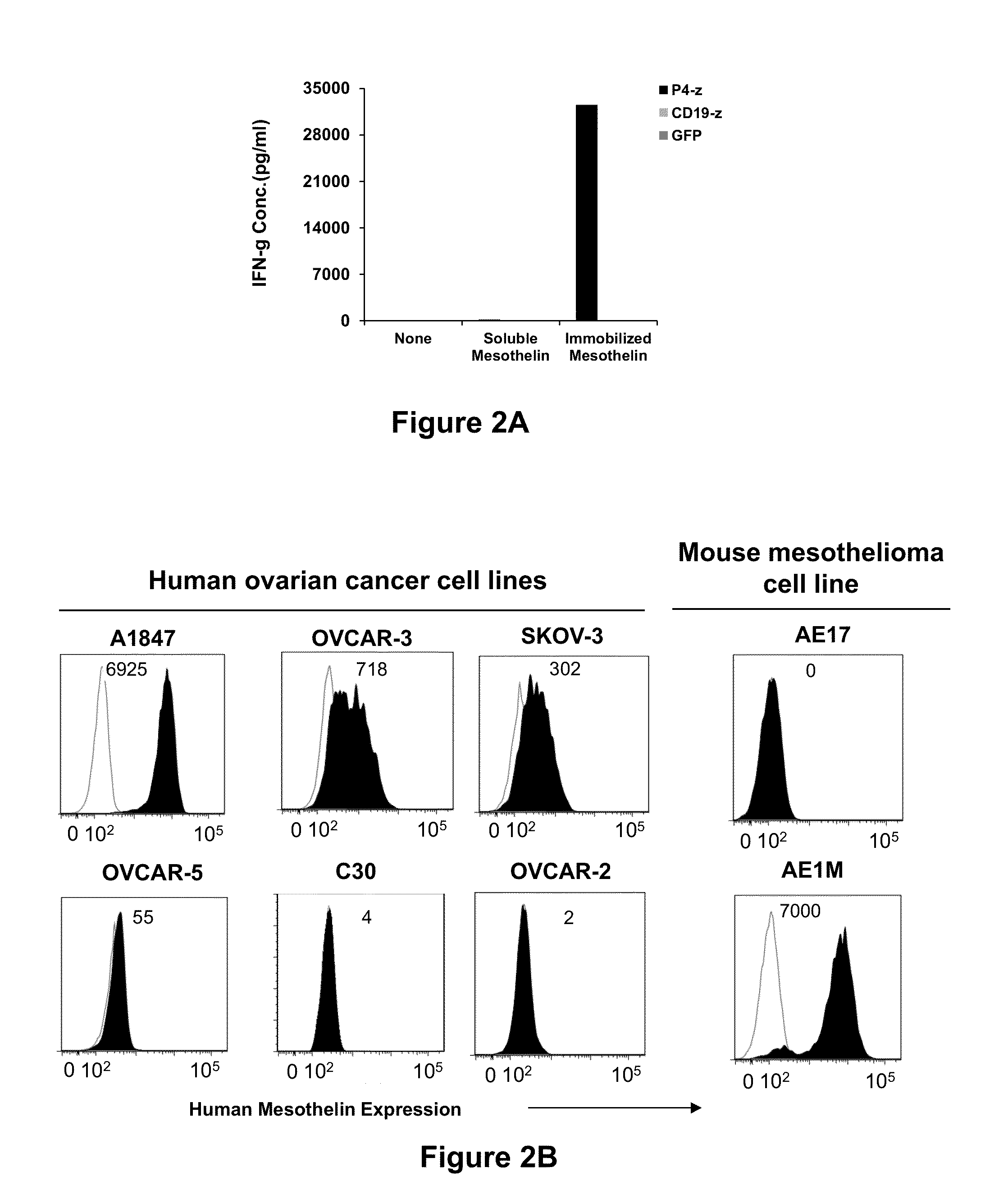 Fully human, Anti-mesothelin specific chimeric immune receptor for redirected mesothelin-expressing cell targeting