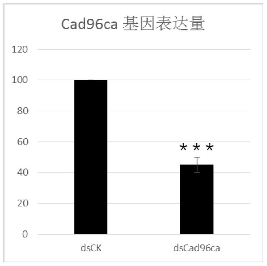 Cad96ca gene related to epidermis development of German cockroach, dsrna of the gene, preparation method and application thereof