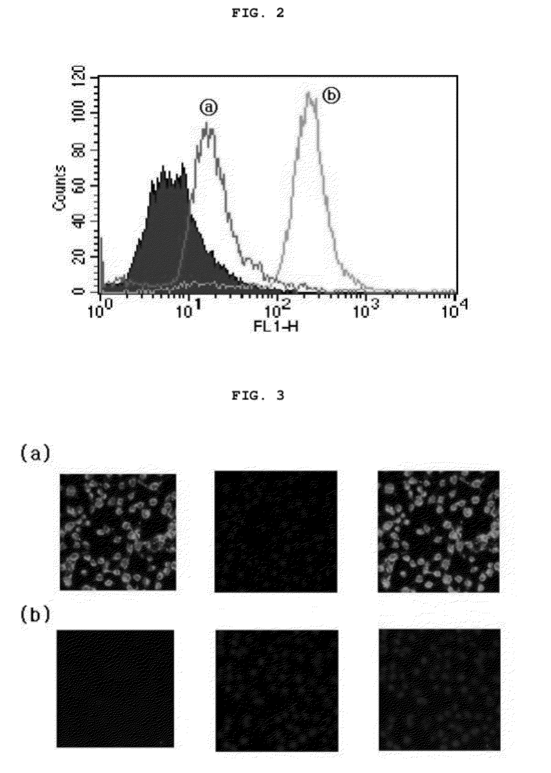 Target-activated cell/tissue-penetrating peptide for delivery of impermeable compounds and use thereof