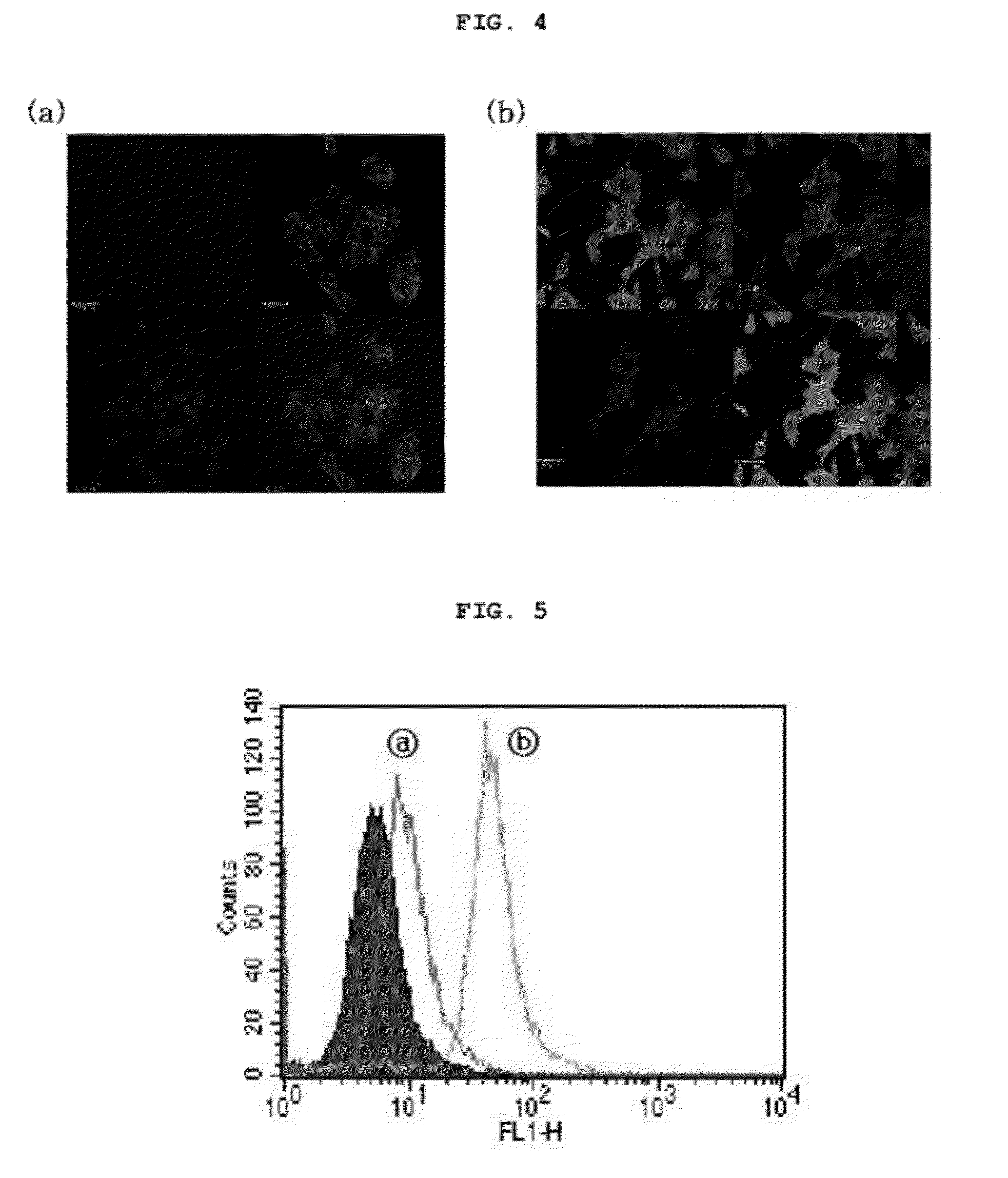 Target-activated cell/tissue-penetrating peptide for delivery of impermeable compounds and use thereof