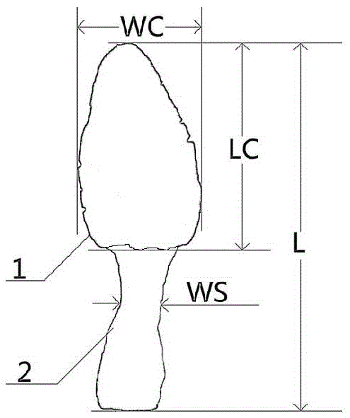 A kind of screening method of Morchella apex high-quality strain