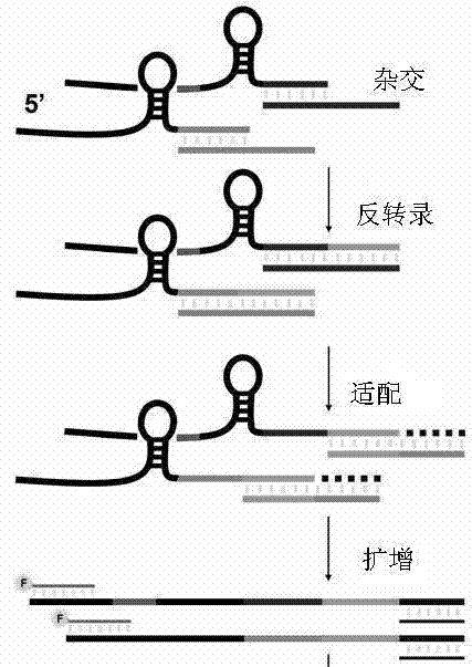 Method for measuring short chain RNA by amplifying length polymorphism of DNA fragment