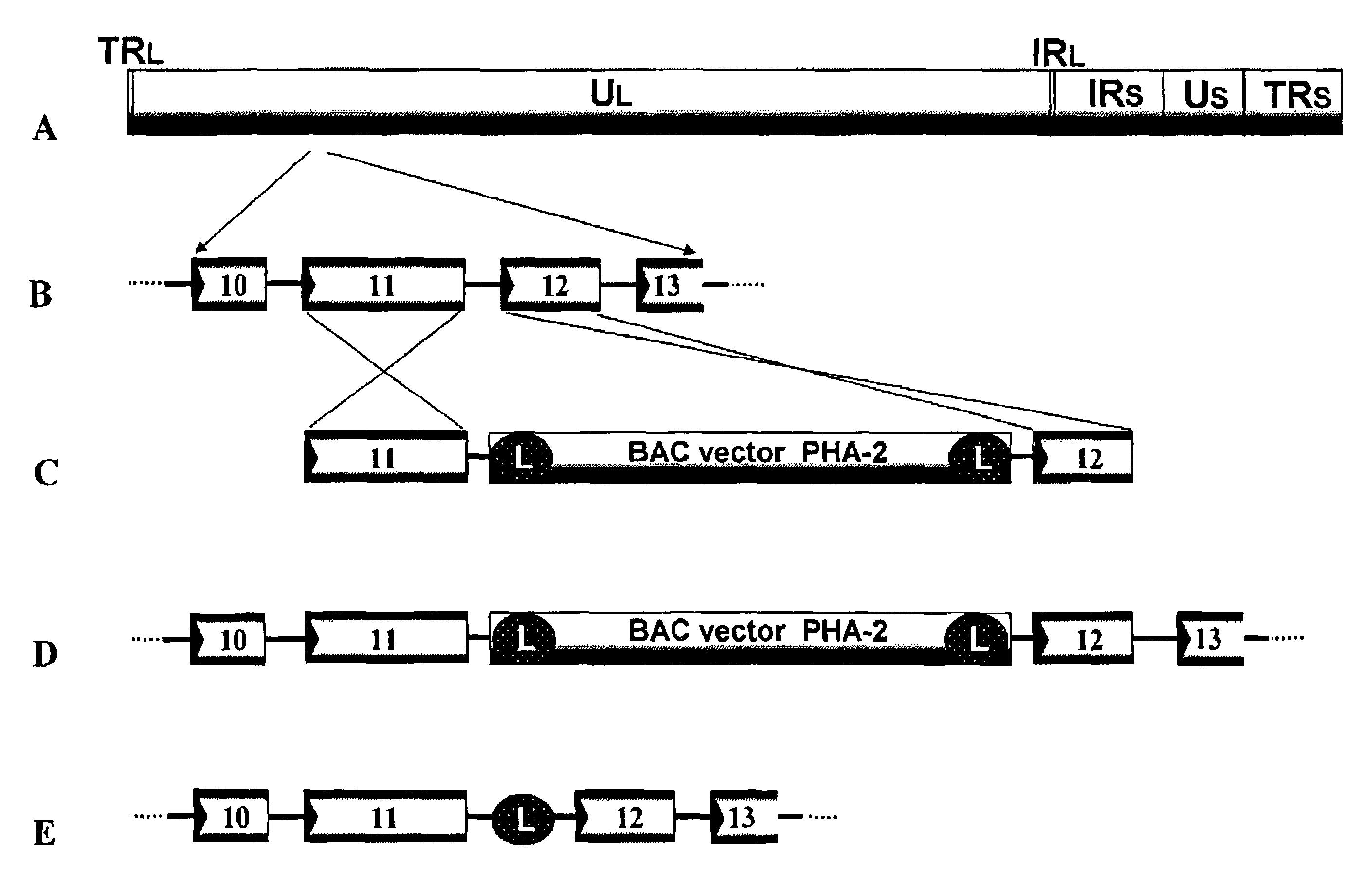 Recombinant Varicella-Zoster Virus