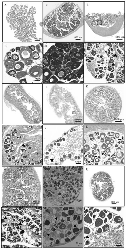 A method for inducing apoptosis of ovary germ cells in flounder fish