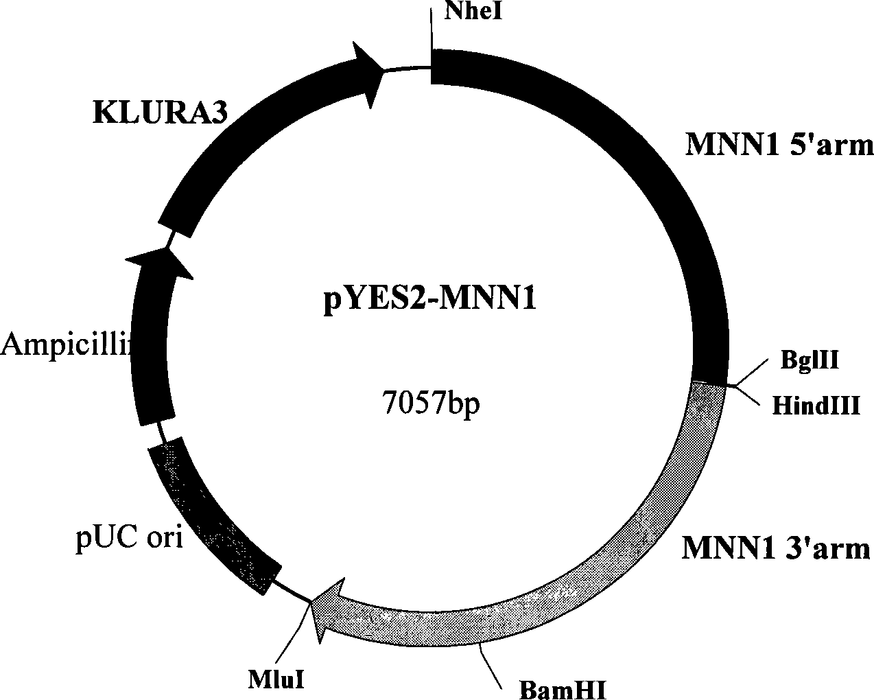 Recombined kluyveromyces, construction method and applications thereof