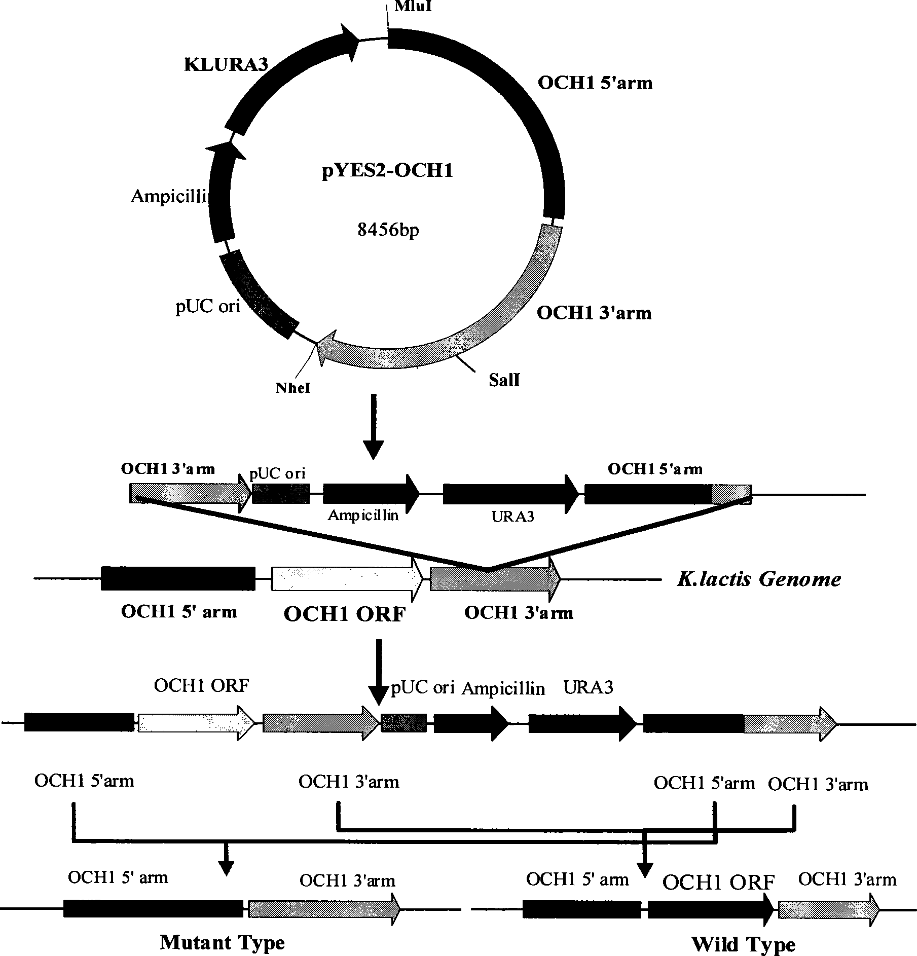 Recombined kluyveromyces, construction method and applications thereof