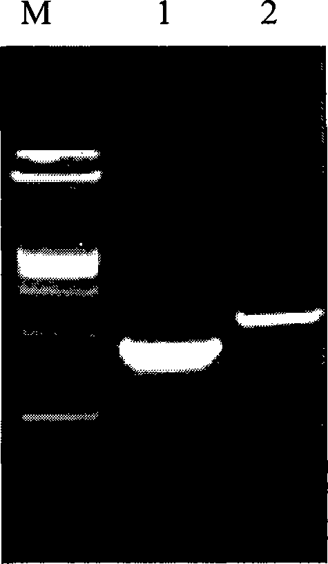 Recombined kluyveromyces, construction method and applications thereof