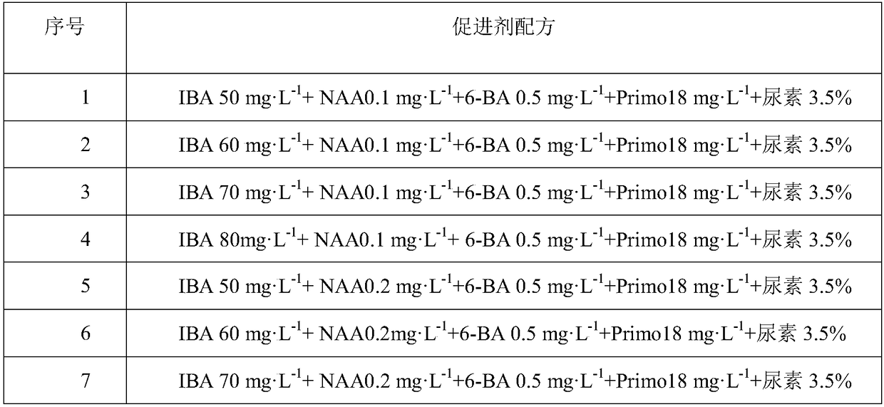 A method for promoting adventitious root growth and root network layer formation of seashore paspalum seed stems