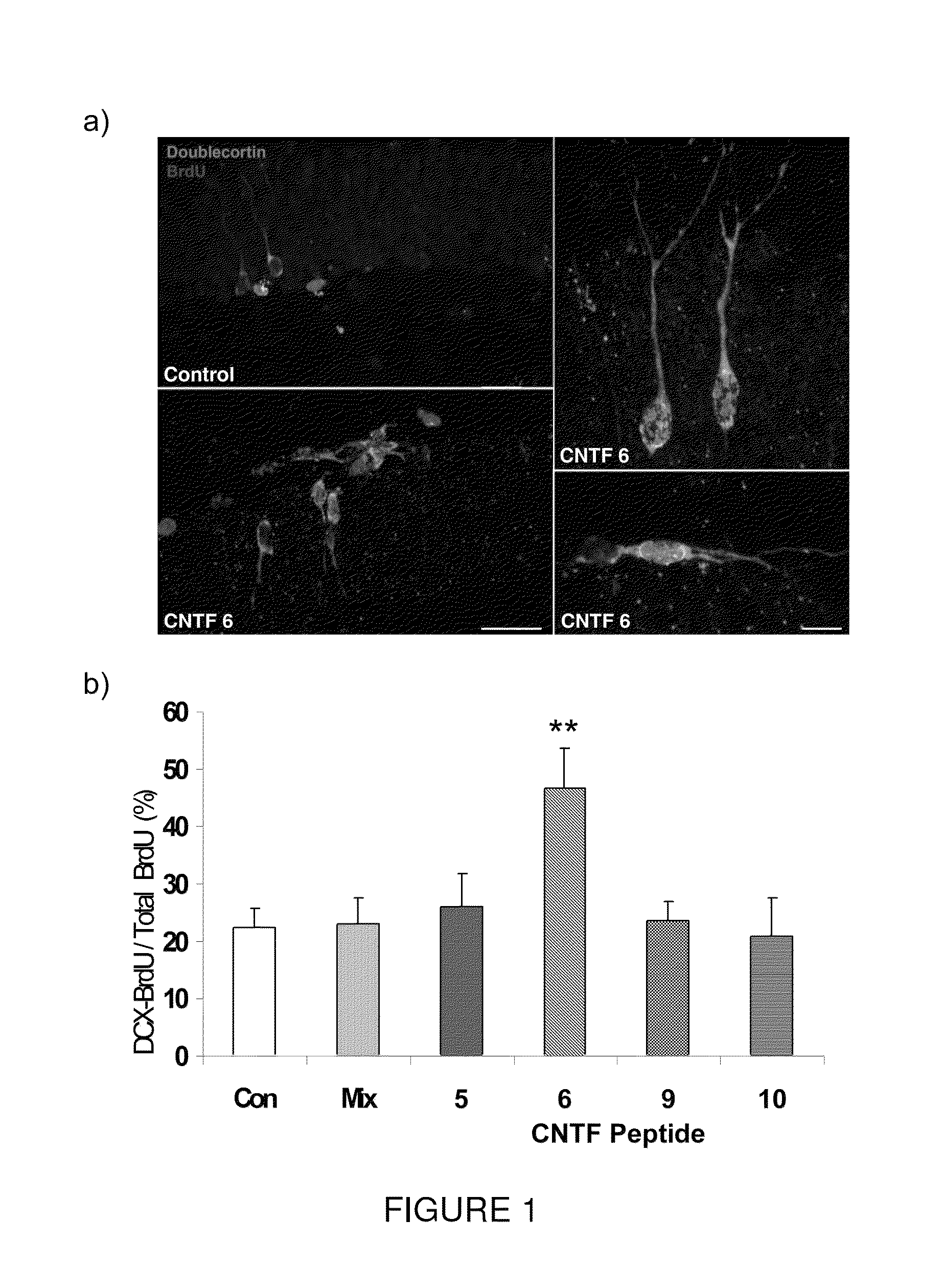 Neurotrophic peptides