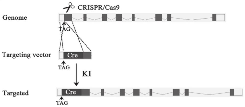 A method for constructing cyp17a1 Cre animal model based on CRISPR-Cas9