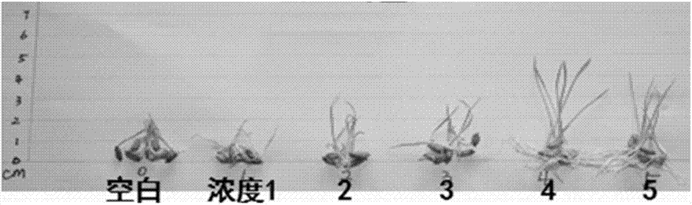 Crop seedling-strengthening agent and use thereof