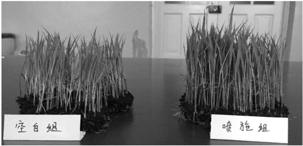 Crop seedling-strengthening agent and use thereof