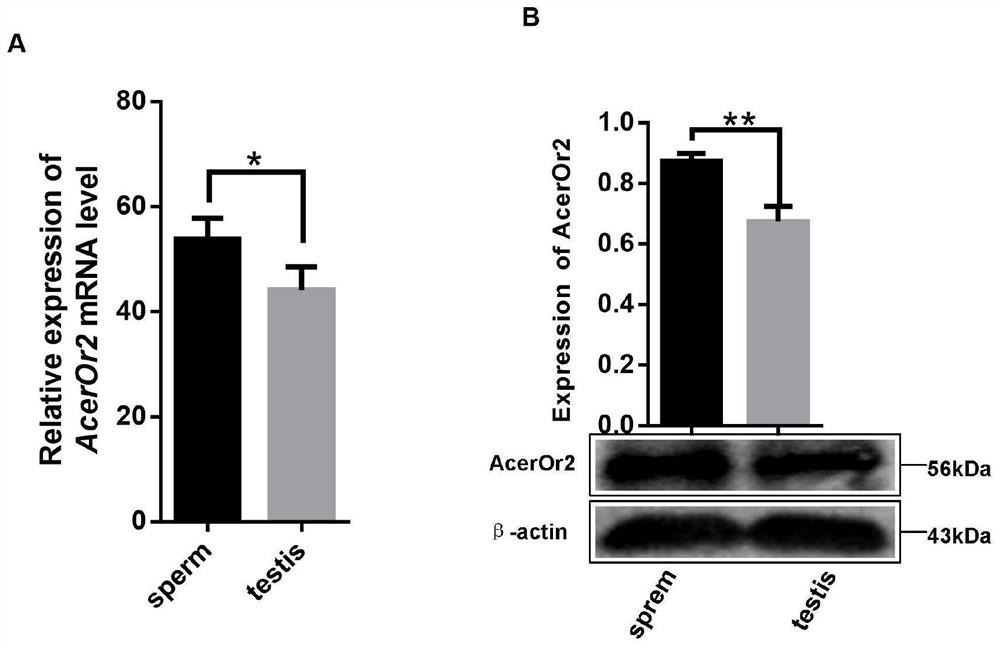 Experimental method for analyzing influence of apis cerana odorant receptor AcerOr2 on semen quality