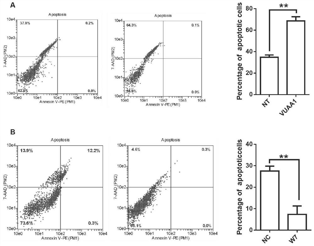Experimental method for analyzing influence of apis cerana odorant receptor AcerOr2 on semen quality