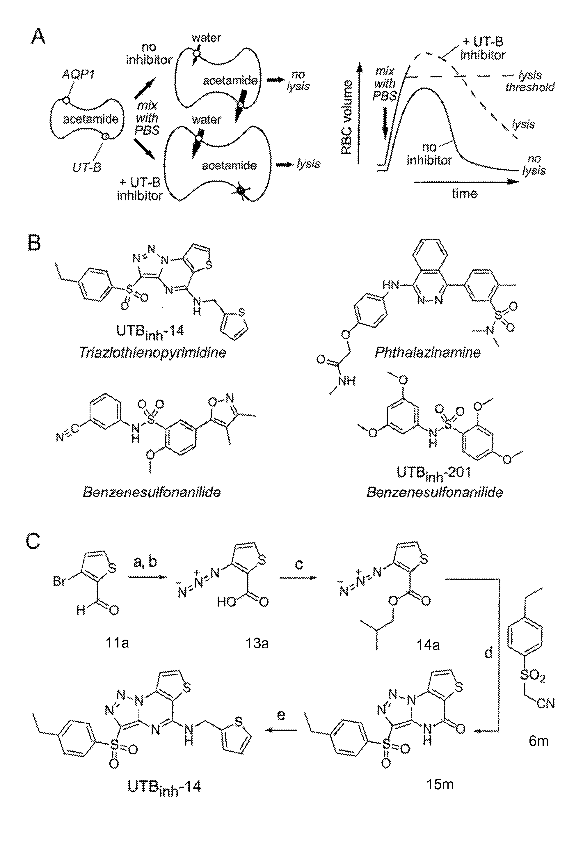 Triazolothienopyrimidine compound inhibitors of urea transporters and methods of using inhibitors