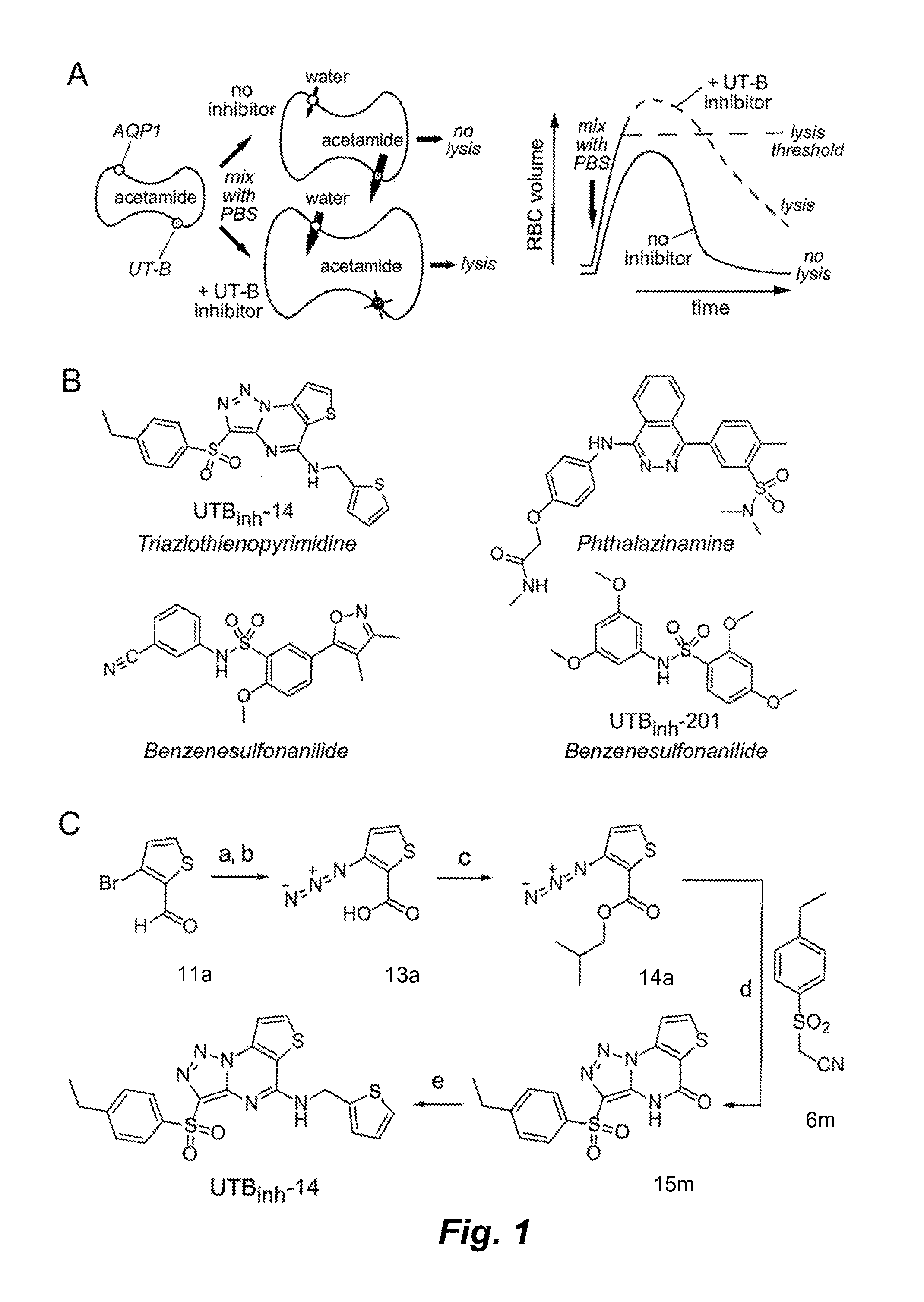 Triazolothienopyrimidine compound inhibitors of urea transporters and methods of using inhibitors