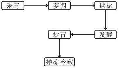 Black tea primary processing technology