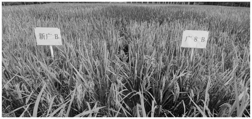 Method for rapidly breeding three-line rice maintainer line and sterile line by using rice genome analysis technology
