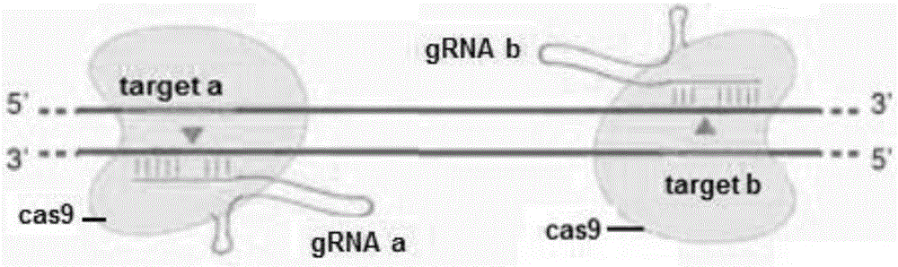 Method for breeding zebra fish with wnt16 gene deletion through gene knockout