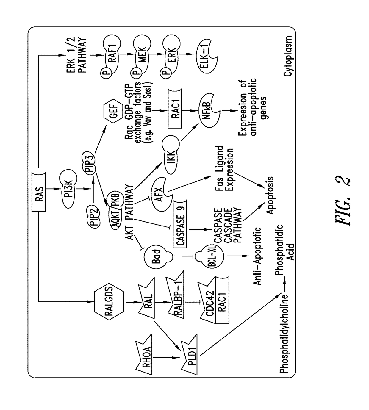 Irreversible covalent inhibitors of the GTPase K-Ras G12C