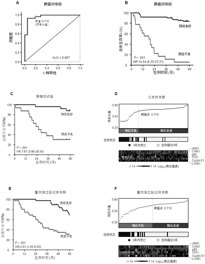 System for predicting prognosis of patients with lung adenocarcinoma and judging benefit of adjuvant chemotherapy