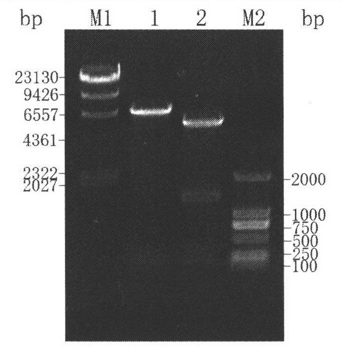 Construction method and application of high-yield gamma-aminobutyric acid recombinant escherichia coli/pET-28a-1pgad