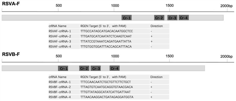 Respiratory syncytial virus nucleic acid rapid detection kit based on CRISPR/Cas12a and detection method