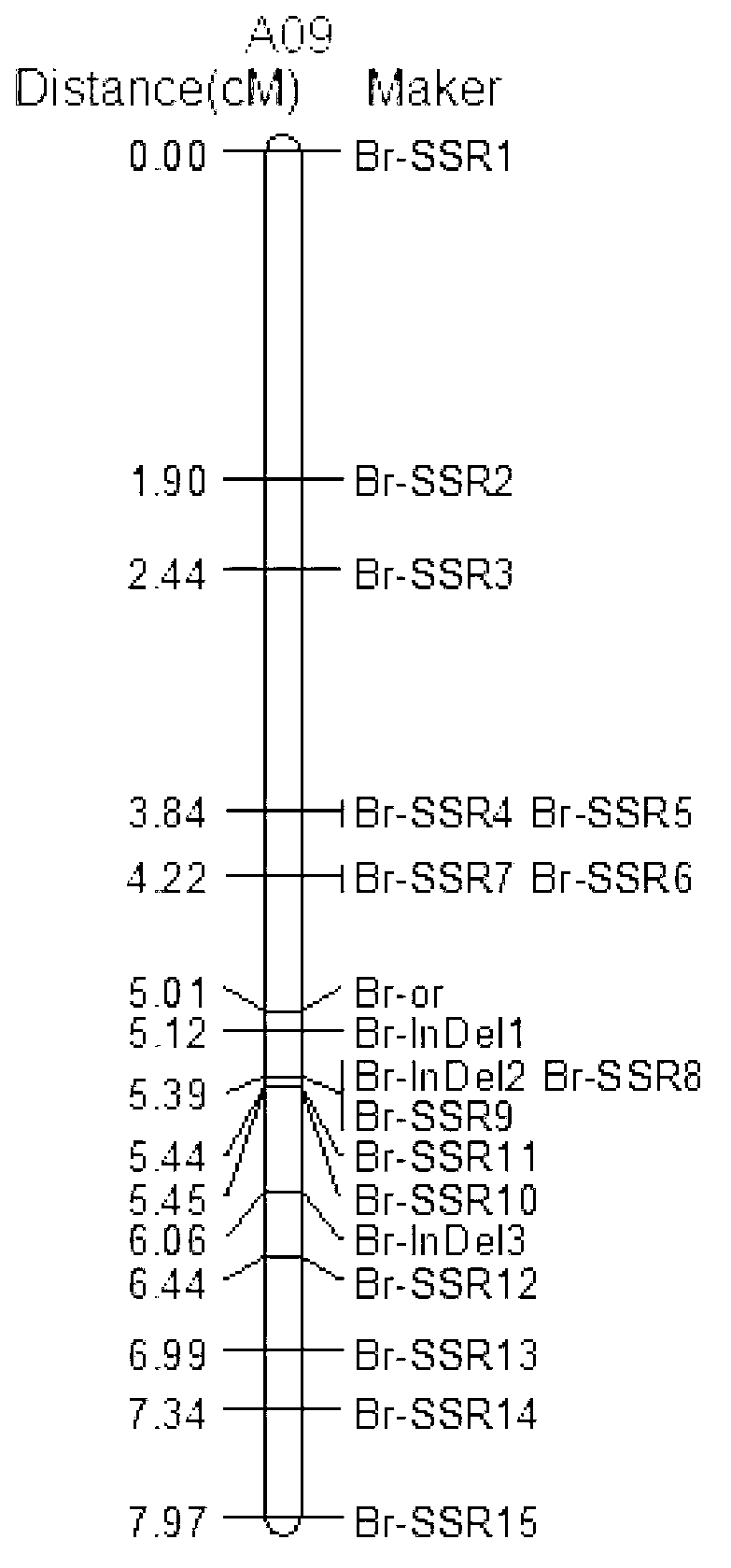 SSR (Simples sequence repeats) and InDel (insertion/deletion) molecular marker primer linked with brassica campestris orange head gene Br-or, and application thereof