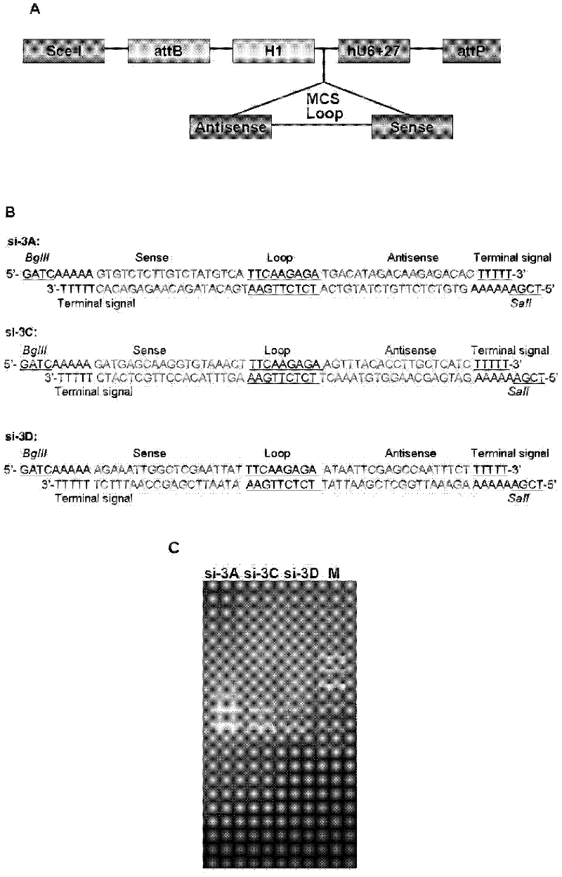 Interfering RNA (Ribonucleic Acid) for suppressing hand-foot-and-mouth disease virogene, vector containing the same and application thereof