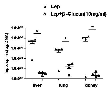 Medical application of beta-glucan in prevention and treatment of leptospirosis