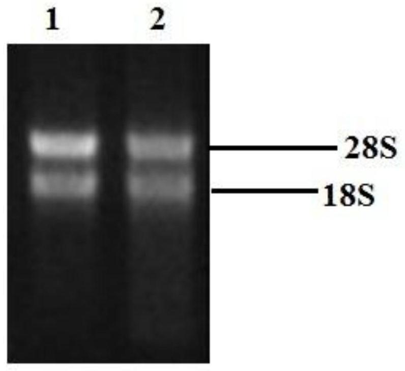 A kind of qthipp37 gene and its application