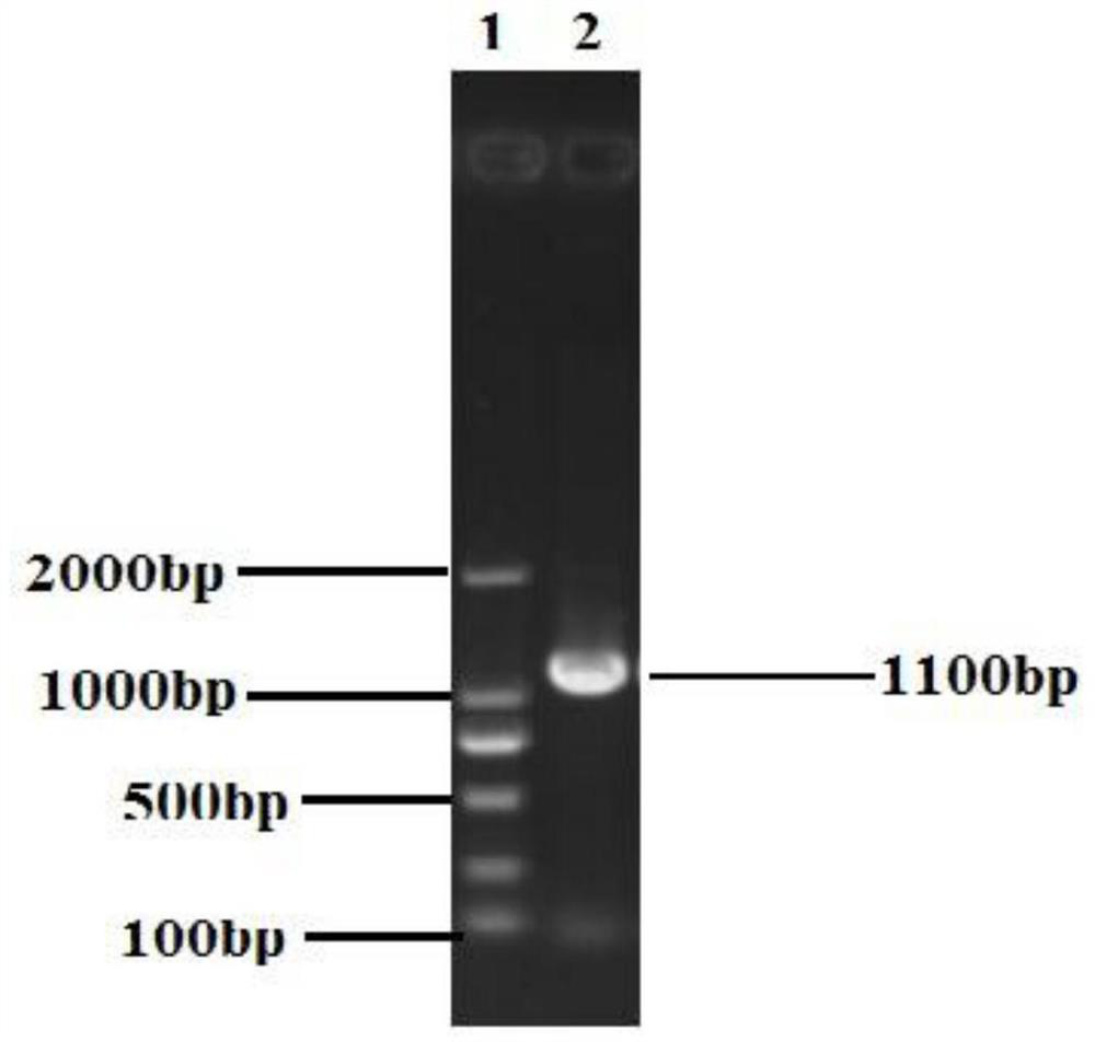 A kind of qthipp37 gene and its application